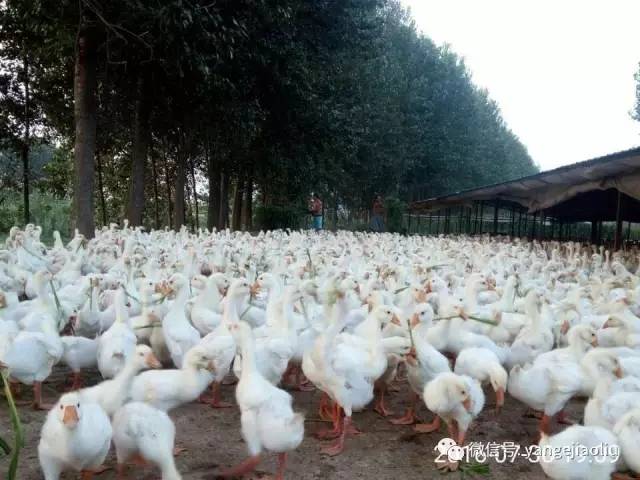 鹅不好熟怎么处理,鹅不好养活吗