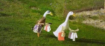 理性消费看淡双十一,双十一在望请理性剁手