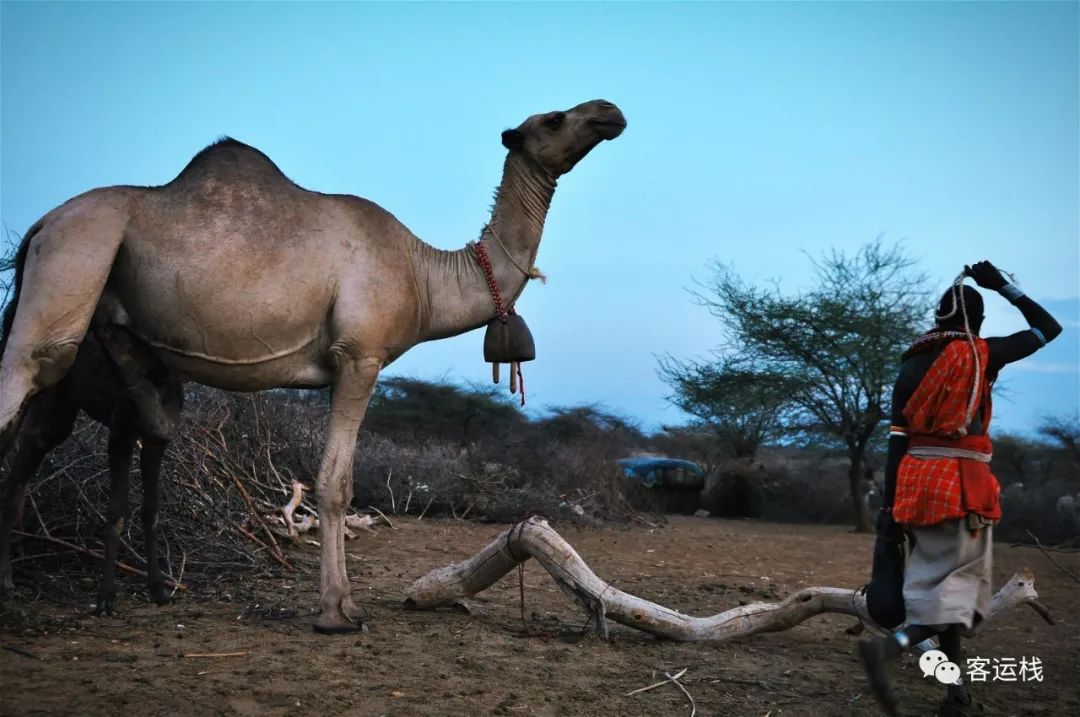 桑布鲁荒野里，我们的主要食物是奶和血｜会玩