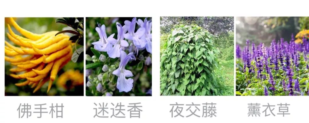 失眠最快入睡的中医方,中老年重度失眠安神助眠神器