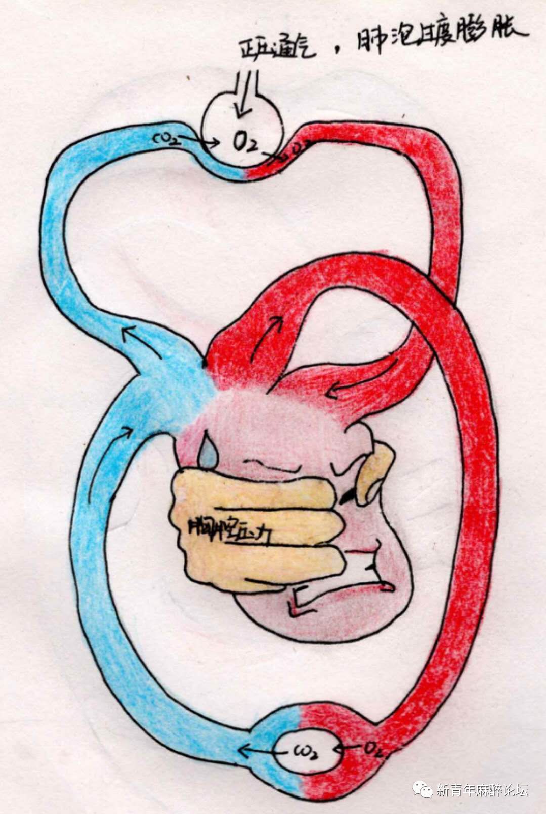 呼吸科普类视频制作,科普人体呼吸机制