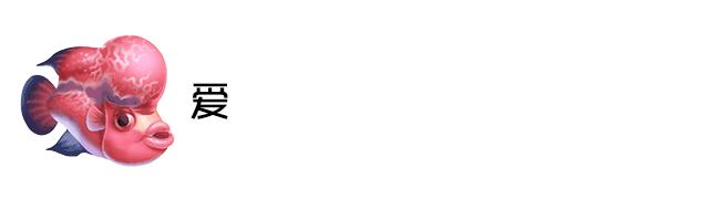 罗汉鱼增红这么简单？进来扫一眼你也可以的