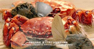 中秋佳节大闸蟹继续发货,梁子湖大闸蟹中秋节