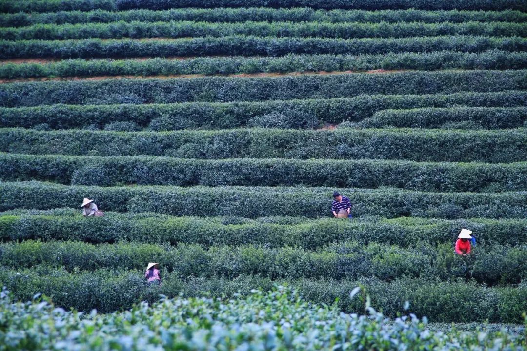 龙井茶每日一茶,龙井茶一天中最佳饮茶时间