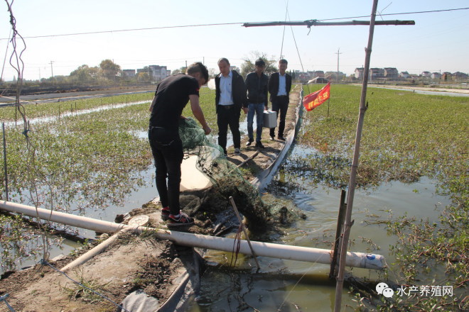 育蟹苗一年赚多少,蟹苗培育基地优惠