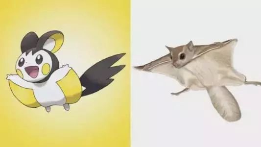 宠物土拨鼠有没有狂犬病,老鼠会传染给宠物狂犬病吗