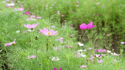七月寻凉首选地！离上海车程仅1.5h，藏着座解暑小城！赏花赏水更赏情，藏着让人静下来的神奇魔力
