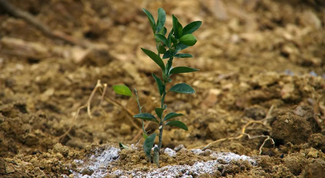 果树盆栽施肥技术,果树滴灌施肥技术视频