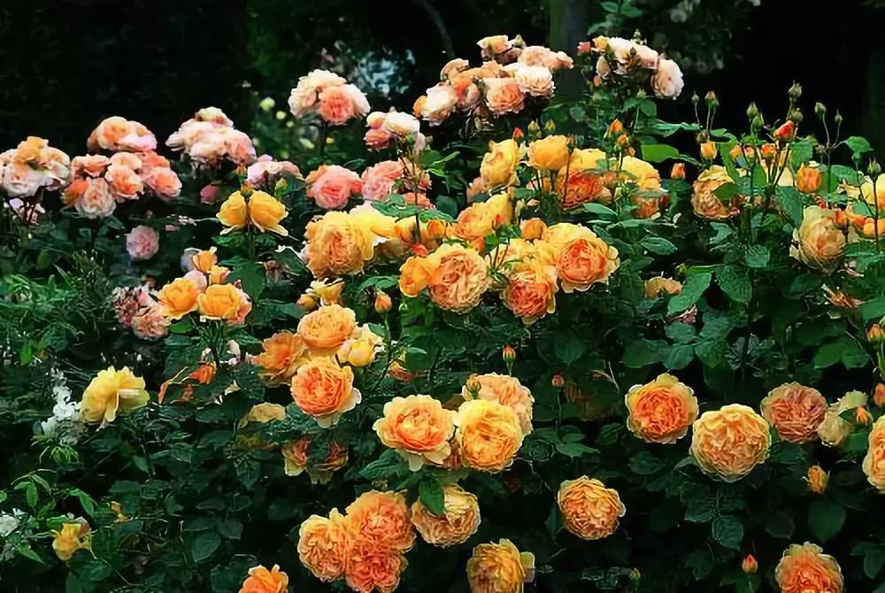 怎样才能让藤本月季快速成为花墙,做花墙最好的藤本月季品种