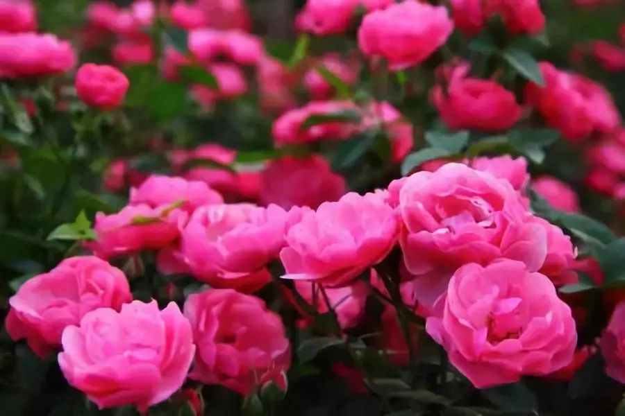 如何给藤本月季打造一面花墙,藤本月季种几棵才能出花墙的效果