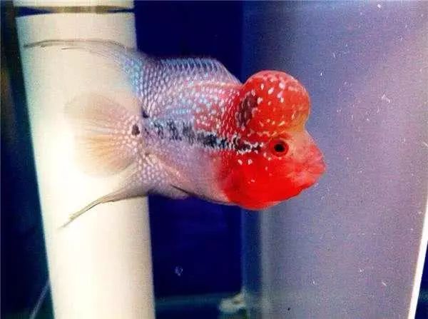 蛇纹罗汉鱼苗怎么挑选,鸿运罗汉鱼苗挑选视频