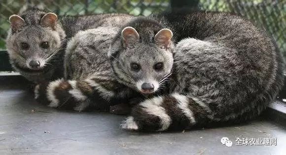 养这种猫偷偷发大财，猫便便卖到高档咖啡馆，居然有人喜欢！