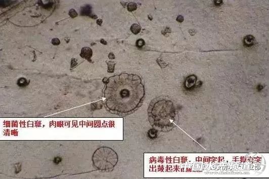 南美对虾小苗空肠空胃怎么引起的,对虾空肠空胃的治疗