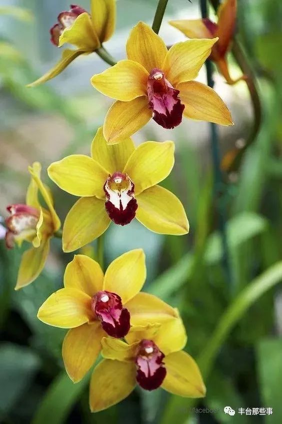 什么花有毒不能放在卧室里面呢,一帆风顺的花有毒吗适合卧室养吗