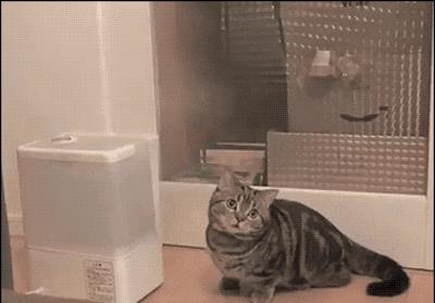 冬天开加湿器会得肺炎吗,加湿器对肺炎的影响