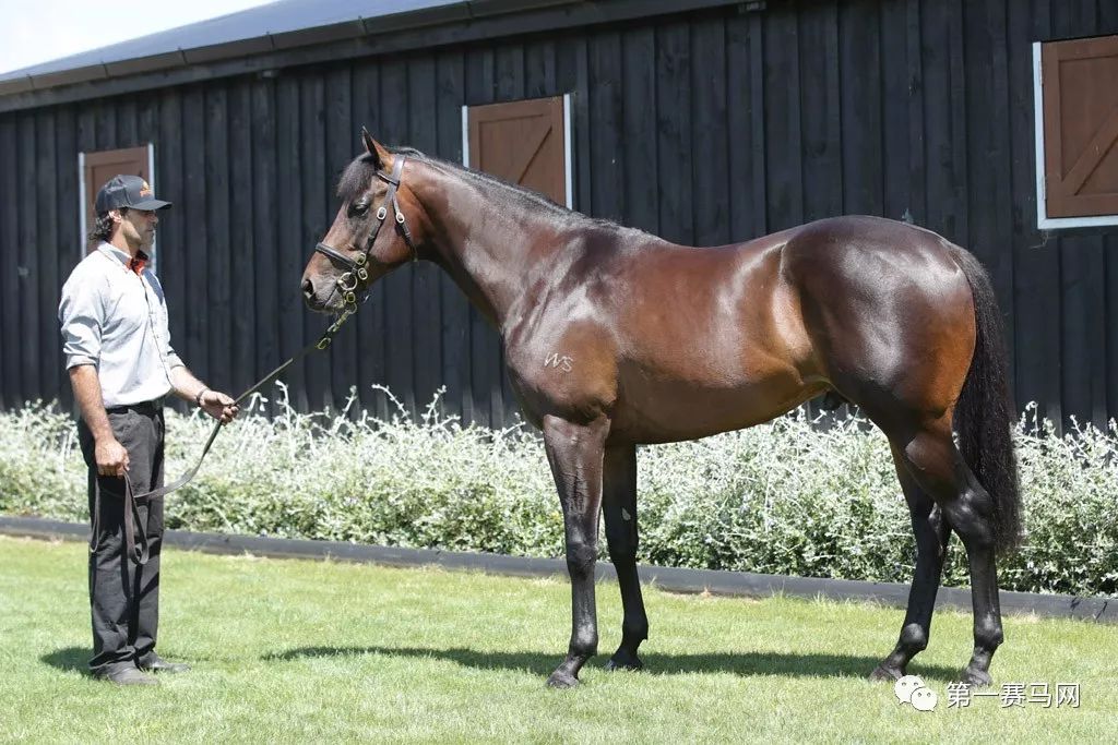 「买马」莱德旗下赛驹拍出高价，中国马主团豪砸重金购入佳驷，新西兰卡拉卡两岁受训马拍卖会隆重开槌