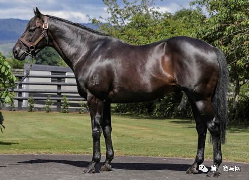 「特稿」数一数，谁是最强的世界纯血种公马？