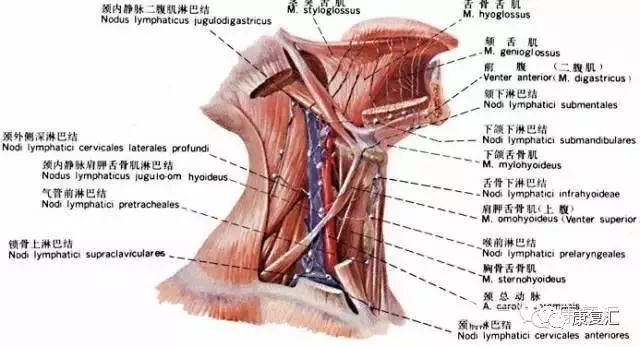 康复吞咽手法,康复科言语吞咽治疗简介