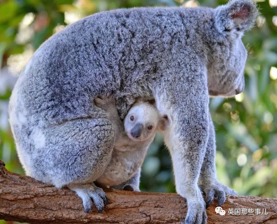 兔兔这么可爱为什么要吃它,兔兔这么可爱为什么要吃兔兔呢