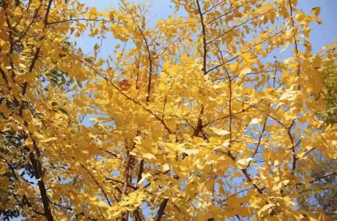 满城尽带黄金甲最美画面,满城尽带黄金甲拍摄地风景