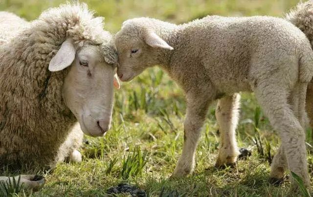 来自海拔1500米的阿尔巴斯白山羊绒围巾—羊绒界的“爱马仕”