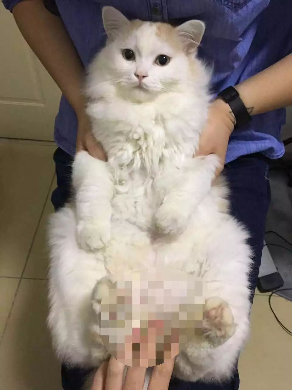 西学｜考古学家在古城找到了有图案的马赛克，却没想到画面如此三俗……