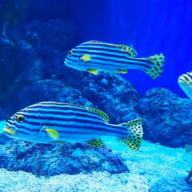 四川居然有一片蓝色海洋,成都蓝色海洋