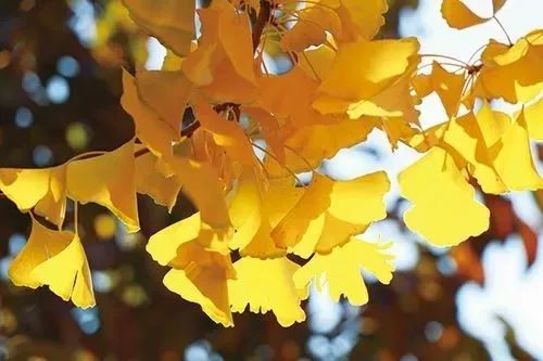 银杏打卡景点,成都周边打卡最美银杏观赏地