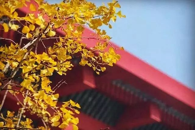 银杏打卡景点,成都周边打卡最美银杏观赏地