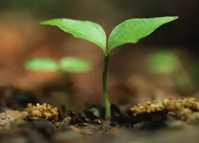 五行什么旺木,什么最旺五行