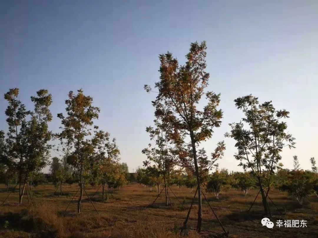 美哭！咱肥东这里竟藏着一处“秘境”，很多人都不知道……