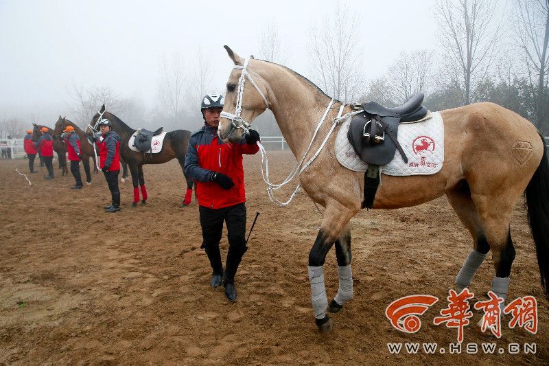汗血宝马700万元,汗血宝马几万一匹