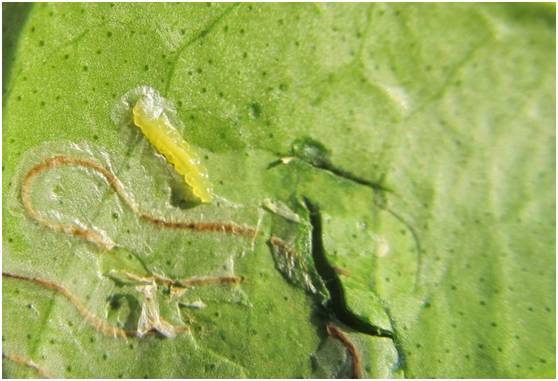 秋梢如何防治病虫害,注意秋梢之后的防落果管理