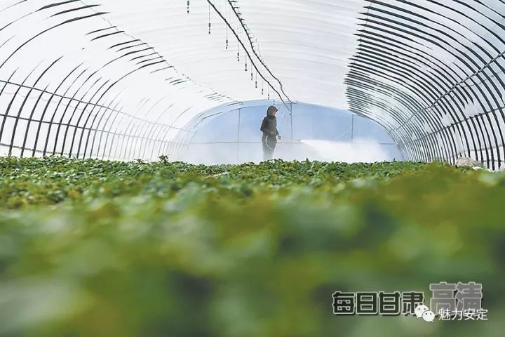 【媒体看香泉】高科技产业精准扶贫靠什么——扶贫点上看变化之安定区篇