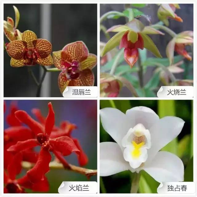爱开花的兰花有哪些,春夏季开花的兰花种类大全