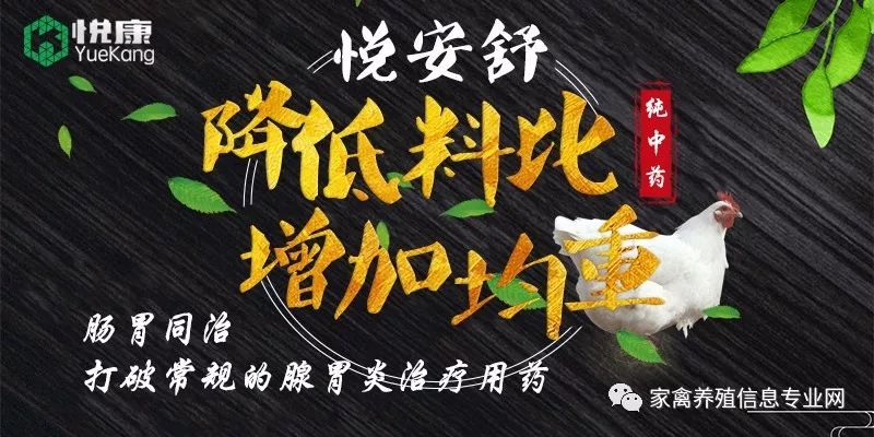 鸡腺肌胃炎最快治疗方法,鸡腺肌胃炎发生原因及防治措施