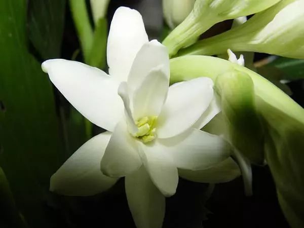 记忆里的那些花儿|夜来香,我为你思量……