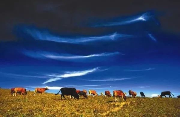 有了绿牌还能拥有大牌,有了绿牌再去拍蓝牌