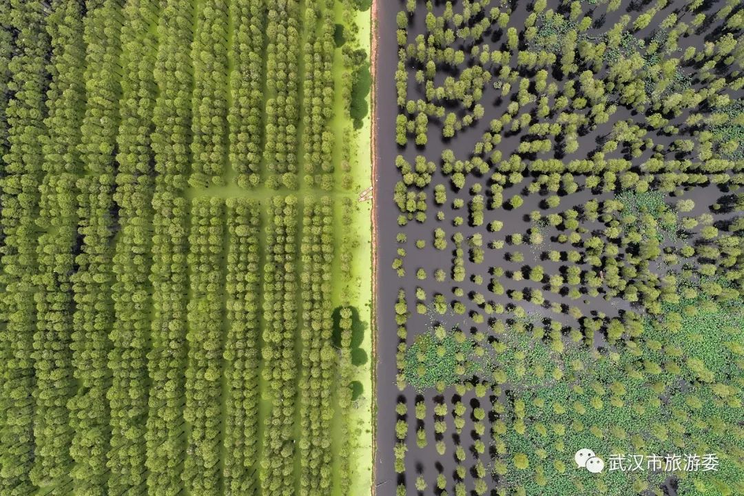 武汉市观鸟最佳的湿地公园,武汉湿地公园鸟类