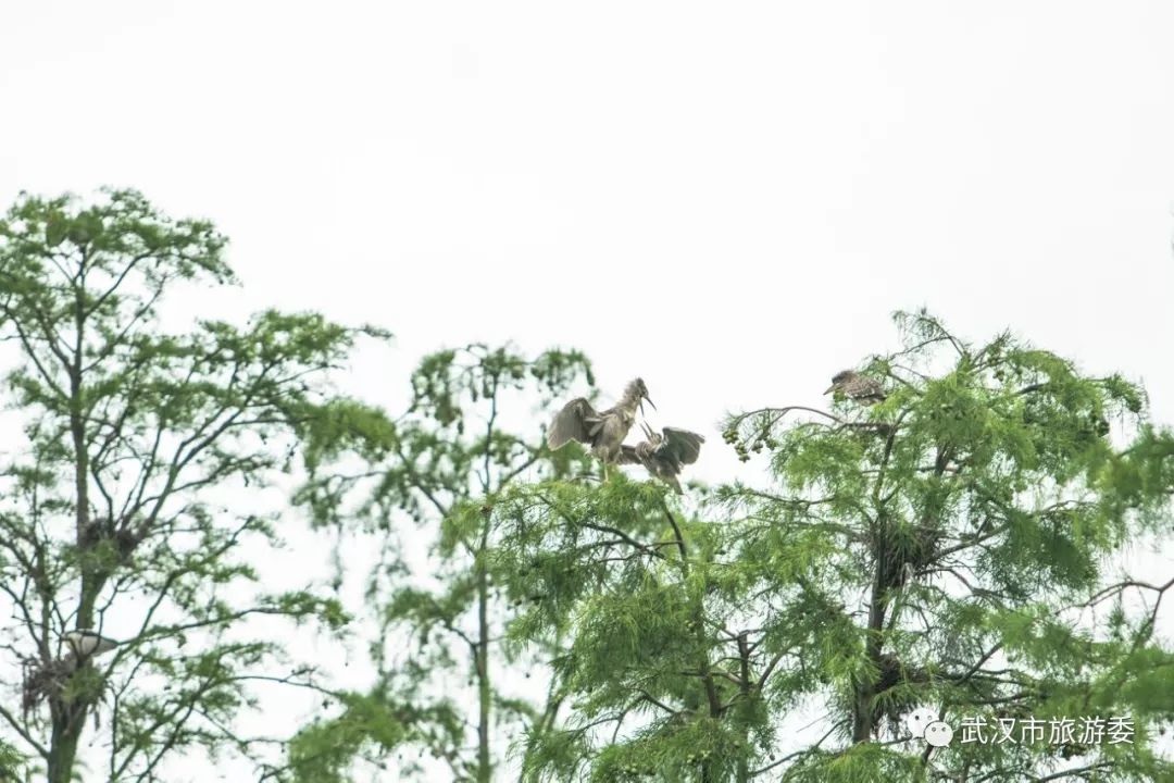 武汉市观鸟最佳的湿地公园,武汉湿地公园鸟类