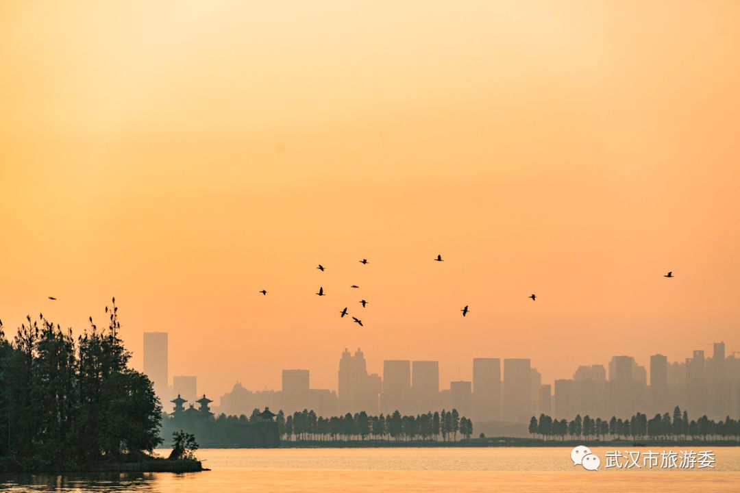 武汉市观鸟最佳的湿地公园,武汉湿地公园鸟类