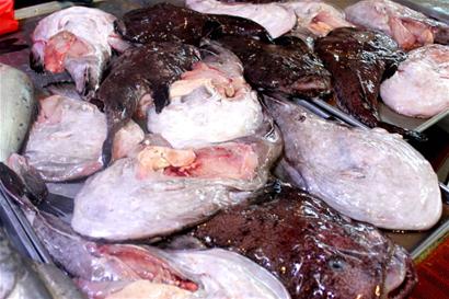 丑丑鱼多少钱一斤,长得特别丑的鱼但特别好吃