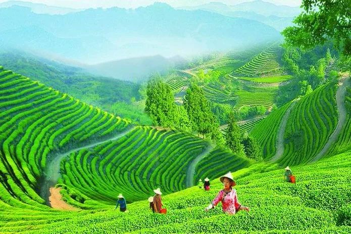 有了绿牌还能拥有大牌,有了绿牌再去拍蓝牌