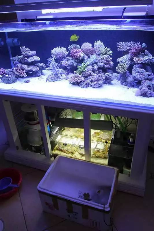 60海缸开缸全记录,1.2米的海缸开缸需要多少费用