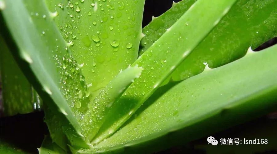 好用医用芦荟胶推荐,芦荟胶刮胶神器