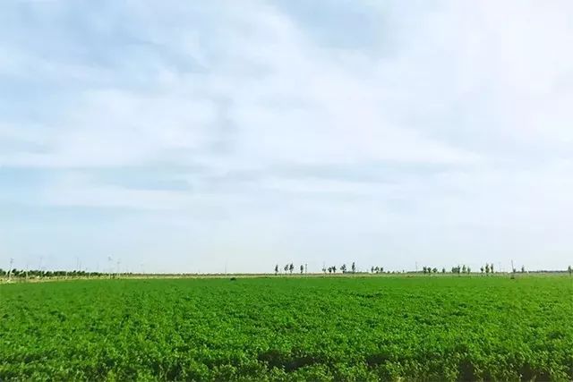 一根广式腊肠50克左右,一根广式腊肠500左右