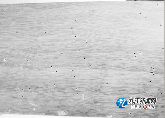 实木地板出现蛀虫如何杀虫,新装修房子地板出现蛀虫找谁