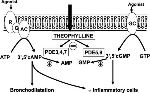 aecopd氨茶碱 (氨茶碱治疗copd的作用)