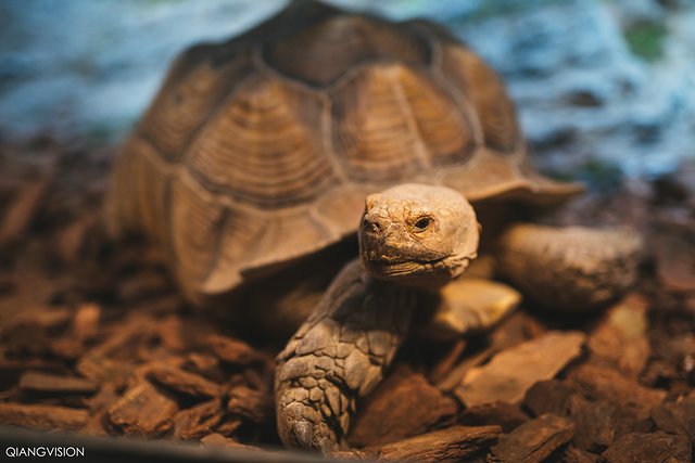 成都怎么玩一天一夜,如何在成都耍一天