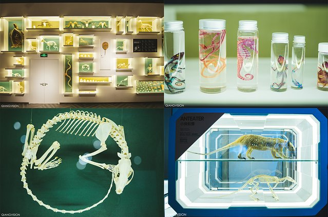 成都怎么玩一天一夜,如何在成都耍一天